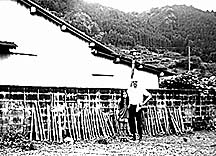 Bamboo drying